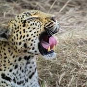 1 Leopard - Judy Watman