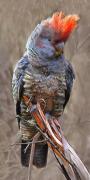 Gang Gang Cockatoo - Carol Abbott