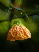 20230324-PM245709 - Hemant Kogekar