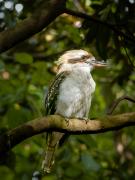 Kookaburra - Hemant Kogekar