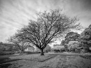 Old tree - Hemant Kogekar