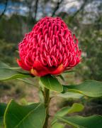 Spring flowers - Hemant Kogekar