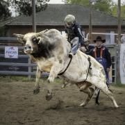 Rodeo - Hemant Kogekar