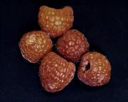 Raspberries - Hemant Kogekar