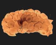 Raspberry - Hemant Kogekar