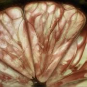 Lemon - Hemant Kogekar