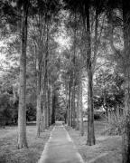 Tree lined - Hemant Kogekar