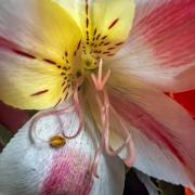 Pink flower - Hemant Kogekar