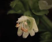 Basil flower - Hemant Kogekar