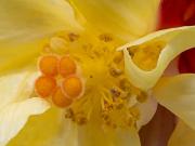 Yellow Hibiscus - Hemant Kogekar