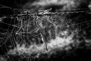 2 - Spider Web - Shane Clarkson