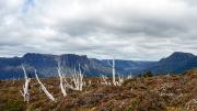 2 Dead trees - Robyn Miller