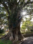 2 Star Attracton - Carol Abbott