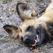2 Wild dog - Judy Watman