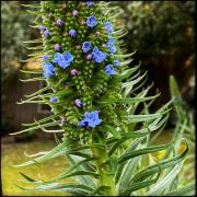 Echium springing into bloom - Jennifer Gordon