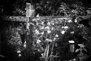 3 - Fence&Flowers - Shane Clarkson