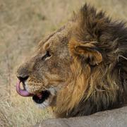 3 Lion - Judy Watman