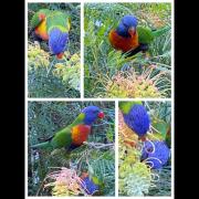 Rainbow Lorikeet in action - Jennifer Gordon