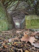 5 Autumn action - Carol Abbott