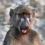 5 Baboon - Judy Watman