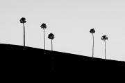 5 trees - ... ...