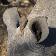 6 Rhinoceros - Judy Watman