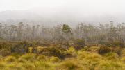 6 Tasmanian mist - Robyn Miller