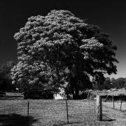 7 - Tree - Shane Clarkson