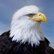 7 Bald eagle - Judy Watman
