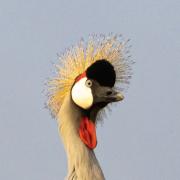 8 Crowned crane - Judy Watman