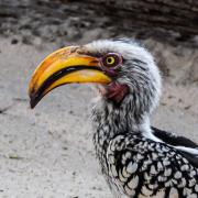9. Hornbill - Judy Watman