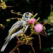 Mt Annan Botanic Gardens 9th November 2021