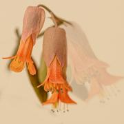 ALAMY - Jennifer Gordon