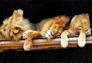 A Lion s Life - ... ...