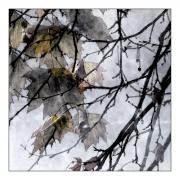 A  leaves in the Park - Dawn Zandstra