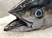 A mighty catch - Judith Bennett