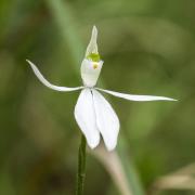 A touch of yellow (native orchid) - Heather Miles