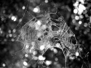 Abandonned cobweb - ... ...