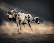 Action HKogekar Orange rodeo - ... ...