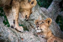 Adoring Cubs - Leigh Hall