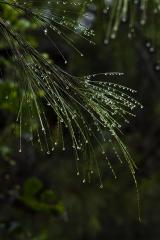 After the Rains - Vivek Herur