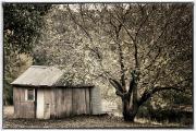 Aged-Beauty - ... ...