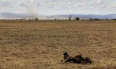 Amboseli Drought - Carol Abbott
