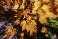 An Explosion of Autumn Colour (2nd place) - Margaret Frankish
