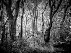 Angophora Forest - Steve Mullarkey