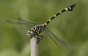 Dragonfly - Eric Lippey