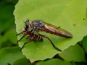Wasp_and_Bee - Hemant Kogekar