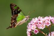 Butterfly - Heather Miles