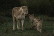 Proud Mum - Kerry Boytell