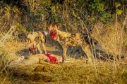 Wild_dogs - Strat Mairs